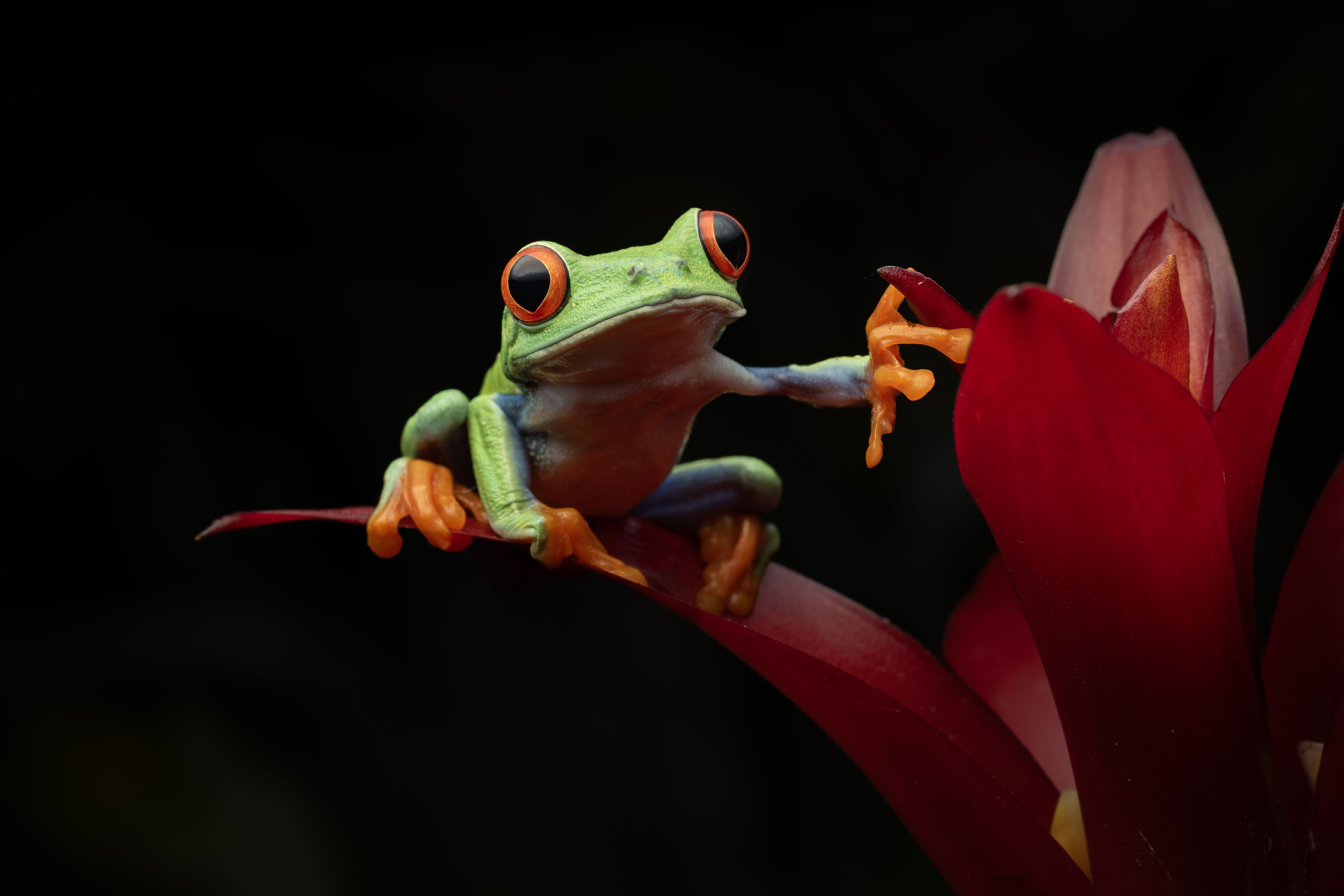  Dsc7728 Red Eyed Tree Frog
